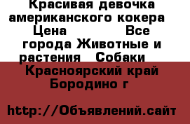 Красивая девочка американского кокера › Цена ­ 35 000 - Все города Животные и растения » Собаки   . Красноярский край,Бородино г.